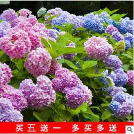 绣球花苗无尽夏 绣球花苗无尽夏厂家 品牌 图片 热帖 阿里巴巴