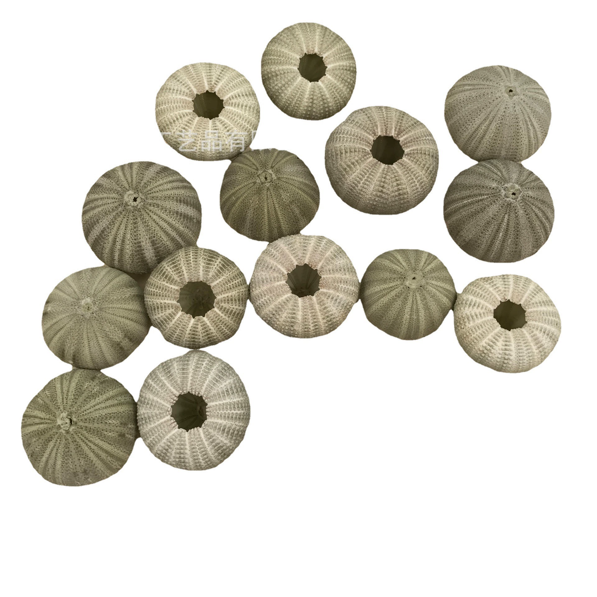 Spot natural sea urchin shell conch, wholesale air pineapple bonsai landscape landscape decoration craftsmanship sea urchin shell