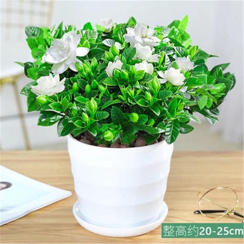 부티크 120#싹이 있는 치자나무(나사형 화분) + 영양액