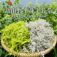 莓茶之乡回甘清甜张家界龙须芽尖湖南永顺藤茶茅岩霉茶罐装咽喉茶