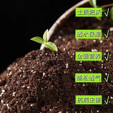 鸭脚木土鹅掌柴营养土养花通用泥土家用有机盆栽花土种花土壤