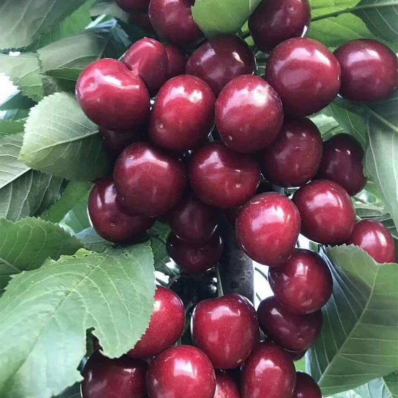 Карлик подвой привитый Вишневый саженец база оптовая продажа Размер Вишневый саженец Чили автомобиль