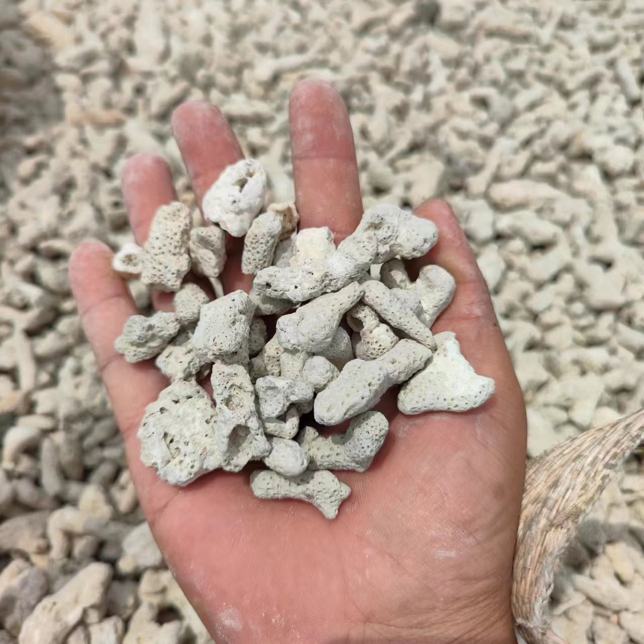现货供应珊瑚砂 海鲜池水产养殖用珊瑚砂 水族造景用珊瑚骨 1-4cm