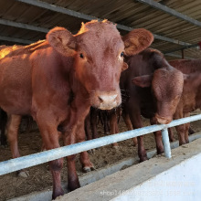 ��ľٝţ�Bֳ��������ľٝţ��ţ�كr�� ��ľٝţ�BֳЧ��