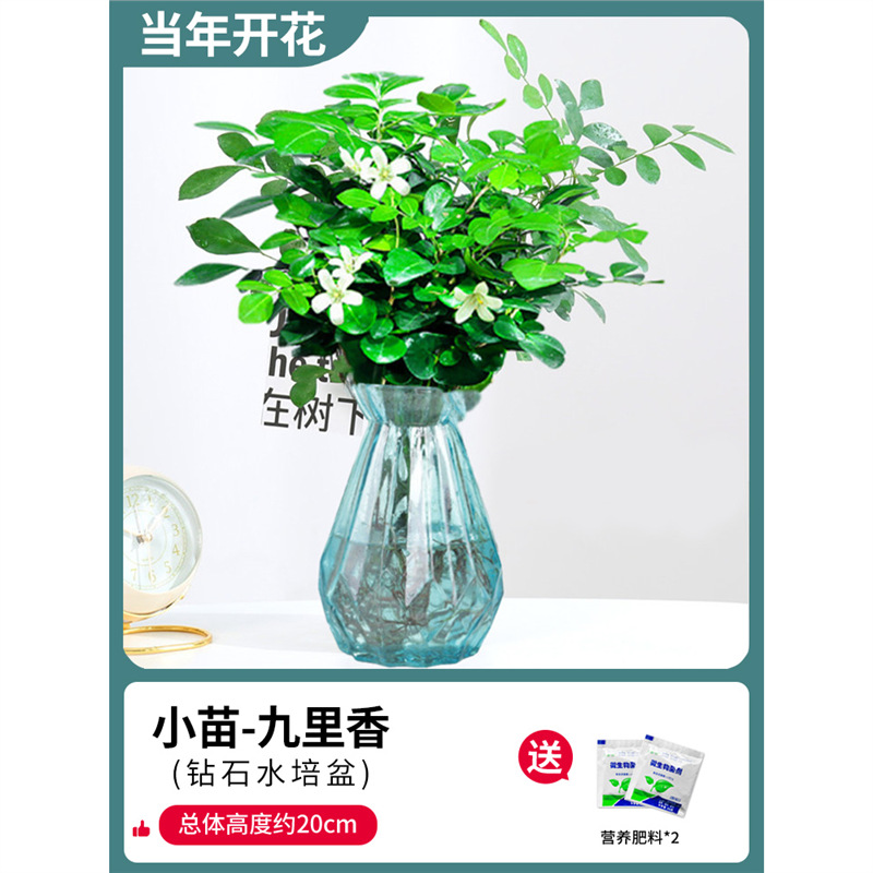 부티크 90#지우리샹(블루 다이아몬드 유리병)