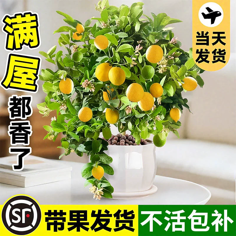 Парфюмерное лимонное дерево в горшке с съедобными плодами, старый сучок, саженец, зеленое растение для гостиной, балкона, четырехсезонное фруктовое дерево, рассада