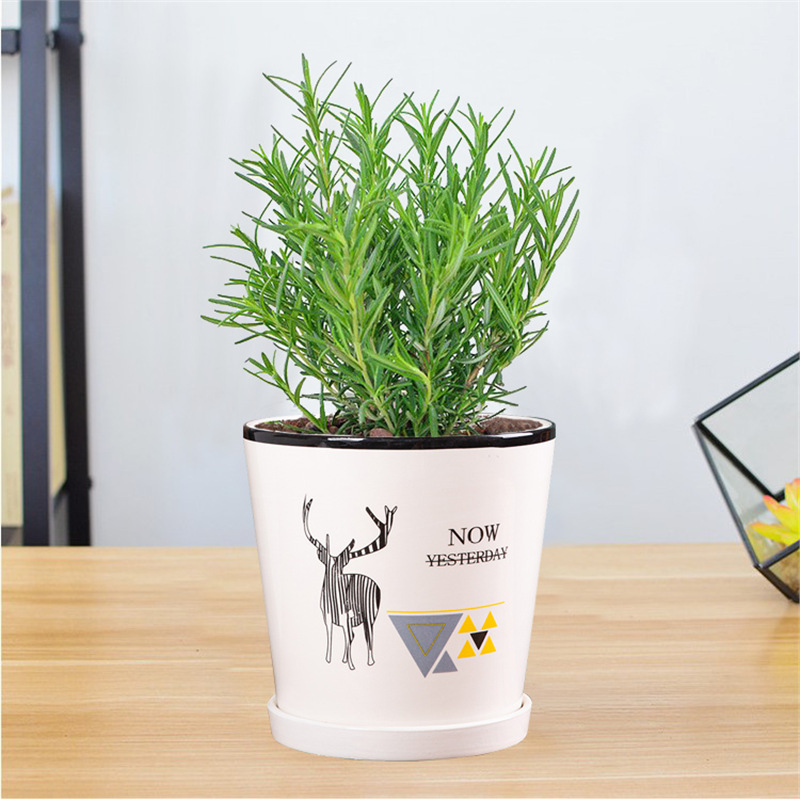 로즈마리 중간 모종 1화분(엘크 도자기 화분) + 영양액