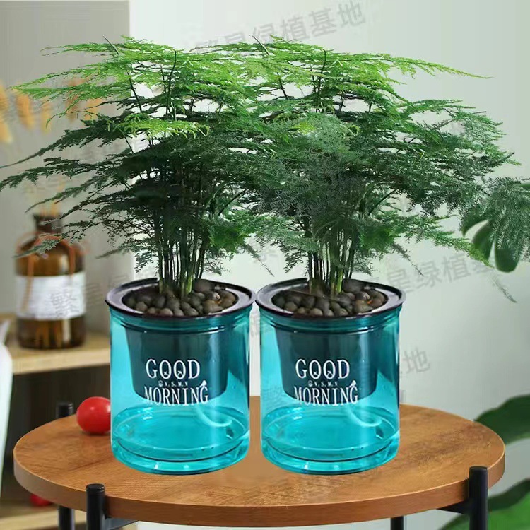 Planta decorativa de bambú en botella de vidrio, hidroponía con pino y nubes, ideal para sala de estar u oficina image 11