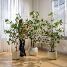 ����Gֲˮʯ�Ż���߶��p�ݴ����҃ȿ͏dͥԺ���ԼپGֲ����ֲ��