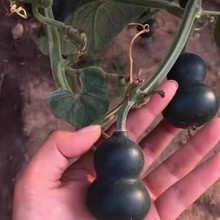 С���J��ˌ�������J�������ʹ���J�N��Λρ���J�ѷN�ݺ��J�N��