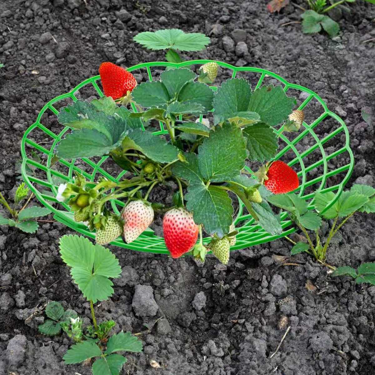 草莓支架托架阳台园艺种植圆形家庭家用拼接盆栽果实支撑架专用