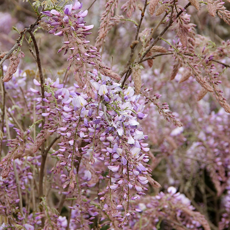 Рассада цветов глицинии Цветущая дворовая шпалера Озеленение Four Seasons посадка вьющихся растений рассада многоцветковой глицинии
