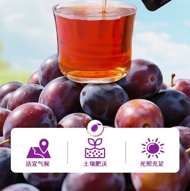 Prebiotic Prune Fiber Fruit Drink 120ml Pouch Ready to Drink Plant Beverage quality and texture