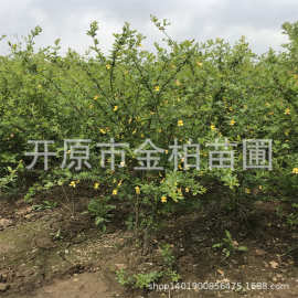 北方金雀锦鸡树苗防风治沙造林柠条锦鸡容器杯苗白柠条苗木树锦鸡