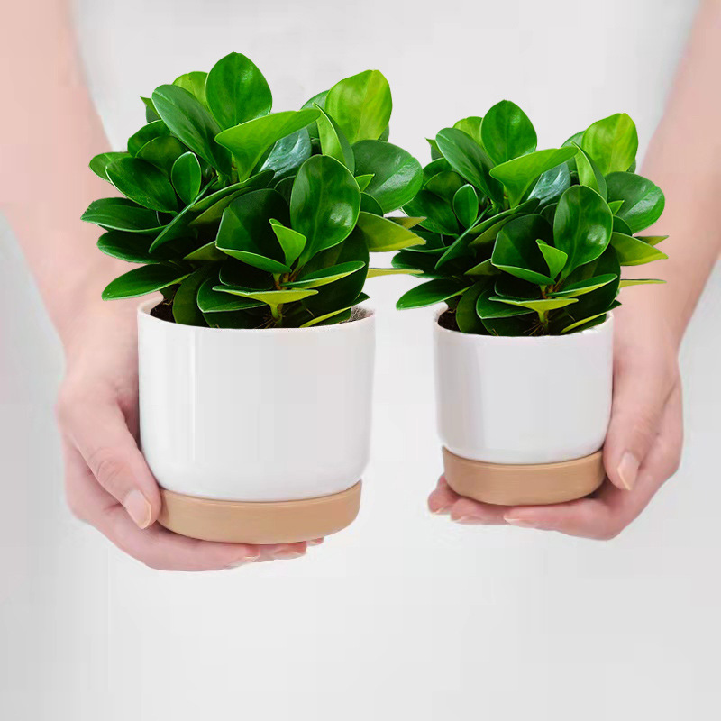 Jade Potted Indoor Green Plant Bonsai, Pothos for Formaldehyde Removal, Living Room Desktop Green Plant, Evergreen All Year Round, Purifies the Air