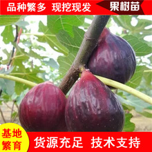 嫁接无花果苗价格新疆早黄无花果树苗当年结果可盆栽地栽无花果树