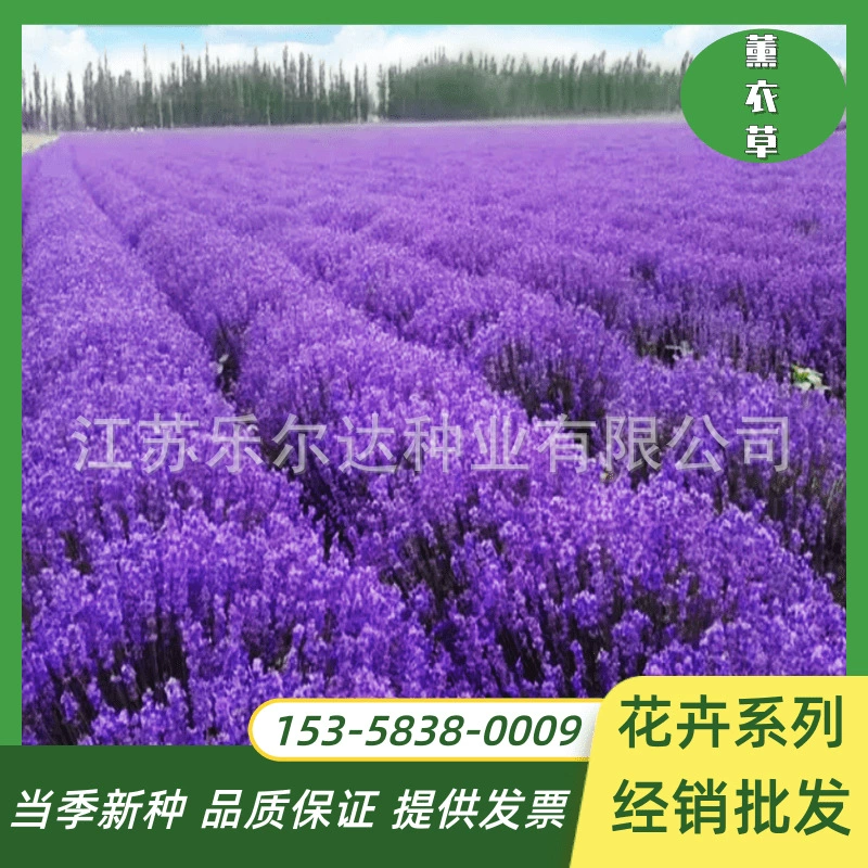 Семена лаванды Four Seasons Посадка цветочных семян горшечная рассада цветов комнатные виды лаванды zi морозостойкие комнатные и уличные растения