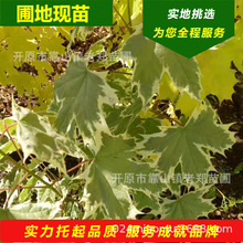 嫁接繁育 挪威槭夏雪树苗 花叶挪威槭种条耐寒挪威槭系列夏雪小苗