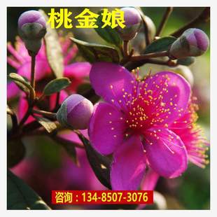 Myrtle Seeds, Doni Zhongni, Mountain Dogwood, Lotus Root, Peach Aunt, Mud Mulberry Tree Seeds, Forest Tree Seedlings