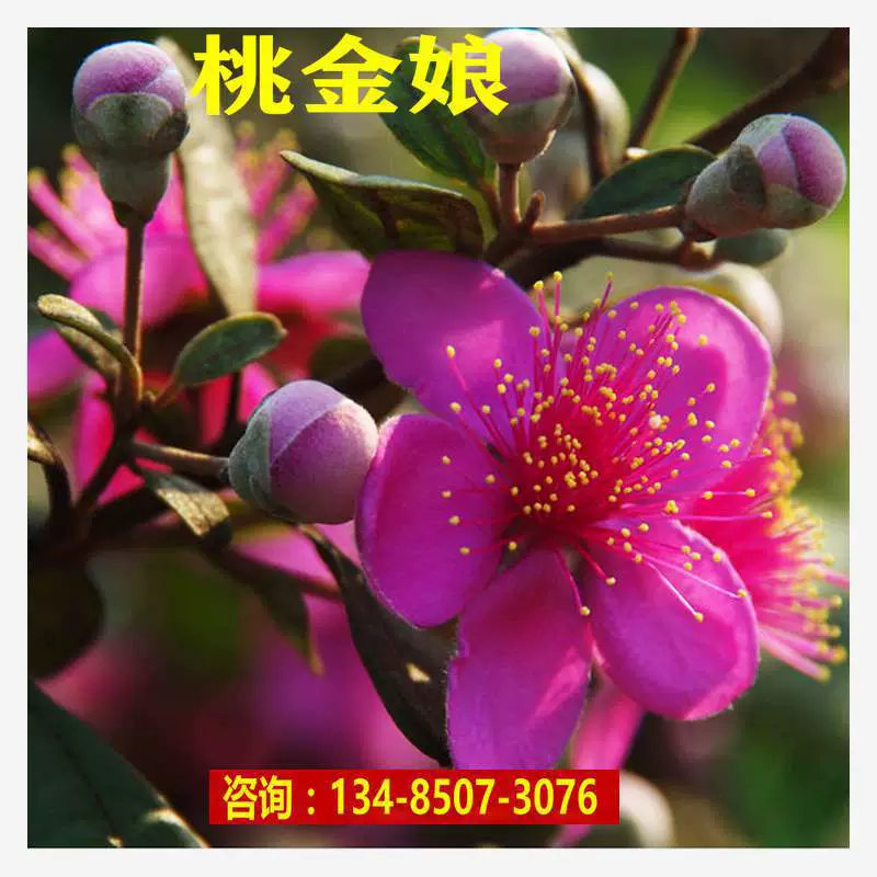 Семена мирты, Дони Чжунни, горный ива, корень лотоса, персиковая тетя, семена тутового дерева, саженцы лесных деревьев