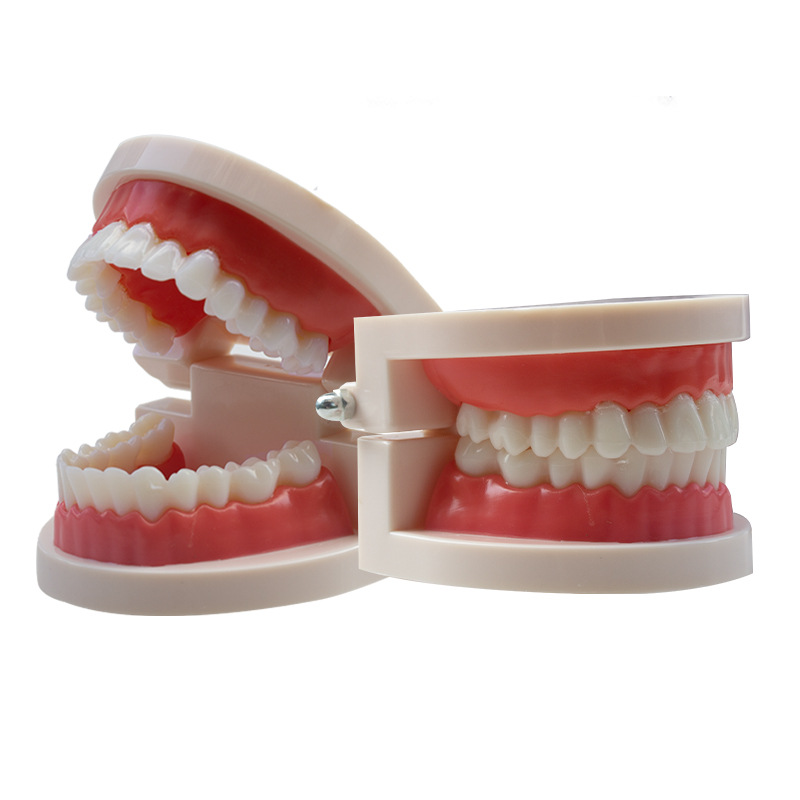 Modelo dental Dental modelo dental enseñanza dentadura jardín de infantes cepillado práctica modelo oral