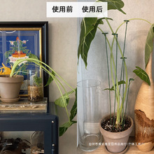 植物支撑杆花支架花卉绿植天堂鸟盆栽龟背竹支撑架海芋固定防倒伏