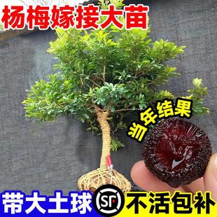 �|���ش��÷�����ڼ޽��ɾӗ�÷����m���쮔��Y���ϱ���������