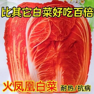 Fire Phoenix Chinese Cabbage Seeds Are Planted in All Seasons with High Yield and Early Maturing Orange-Red Heart Vegetable Seeds That Are Easy to Plant in Farm Fields