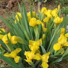 һ�����l�������S��β�m�ϼtɫ�Sβ����ͥԺ�ͺ��ͺ����^���ܹ���