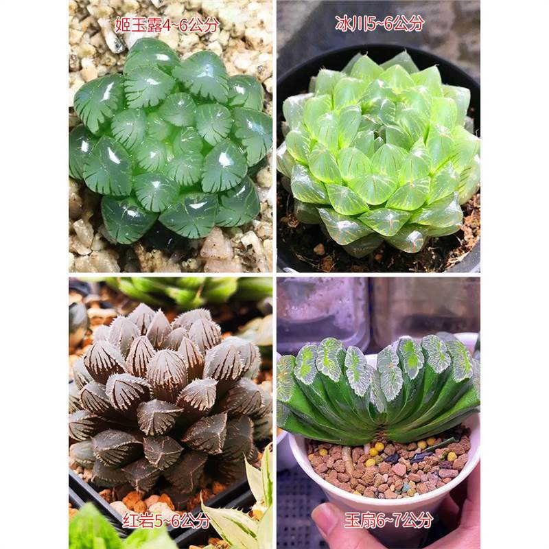 빙하 + 지유루 + 홍옌 + 옥부채 (소)