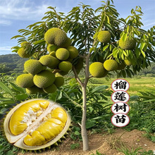 当年结果金枕榴莲树果苗猫山王南北方四季种植广西嫁接大果树盆栽