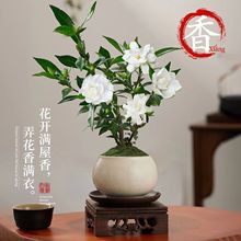 С�~�d�ӻ��ļ�����ֲ���҃Ⱥ��B�k�������控�辰�����_��С�Gֲ