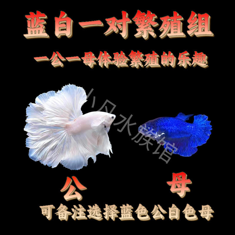 泰国斗鱼仙女款纯白半月超美网红小型淡水热带冷水观赏鱼好养耐活|undefined