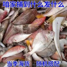 东山岛自家渔船野生海捕杂鱼白鲳鱼新鲜去内脏餐饮店厂家直供