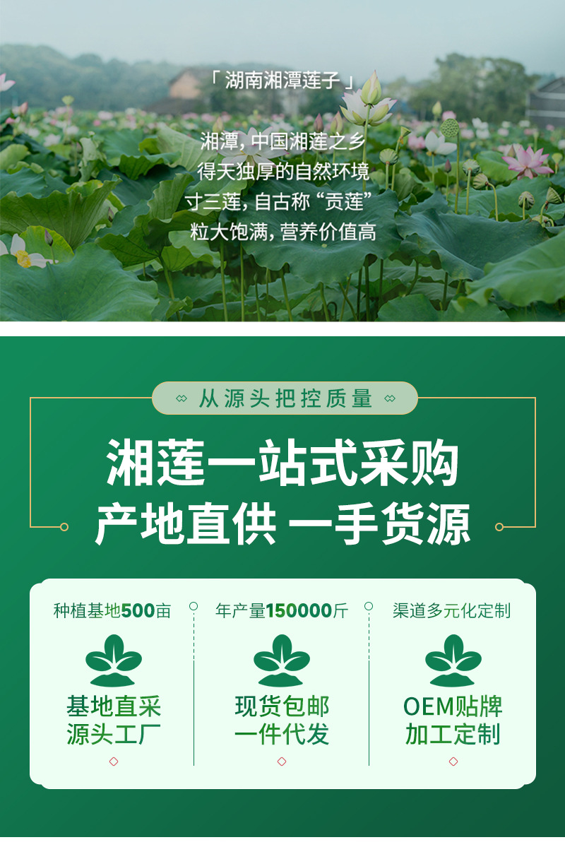 供应低温烘焙熟湘莲白莲子中药材批发五谷杂粮 磨粉打粉原料