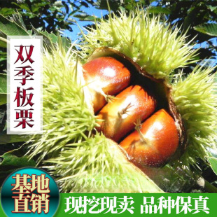 �޽���Ʒ�N���������ϱ����Nֲ�p�����������Ե��Ԯ���Y��������