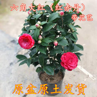 �軨�����ͺ��軨�������F�����҃��ļ�����ֲ�ﶬ���_����������