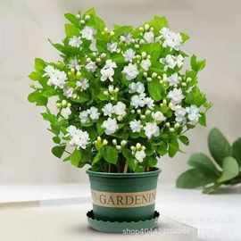 茉莉盆栽重瓣白茉莉花苗双色茉莉花苗盆栽银丝茉莉绿