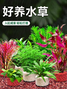 �~��ˮ��ֲ�������Ի�ɽʯ�쾰���������������l