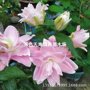 Huoyi Flower Potted Lily Bulbs, Four-Season Perfume Lily Flowers, Indoor Plant Seeds, Easy to Grow, Double Blooms