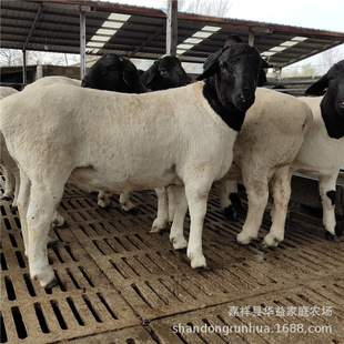 ���w�ź��s�����ްב���ĸ��N��������Bֳ