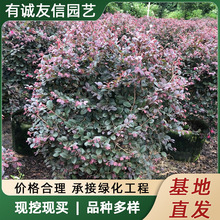 基地出售红花继木绿篱色块毛球小杯红花檵木球庭院绿化行道工程苗