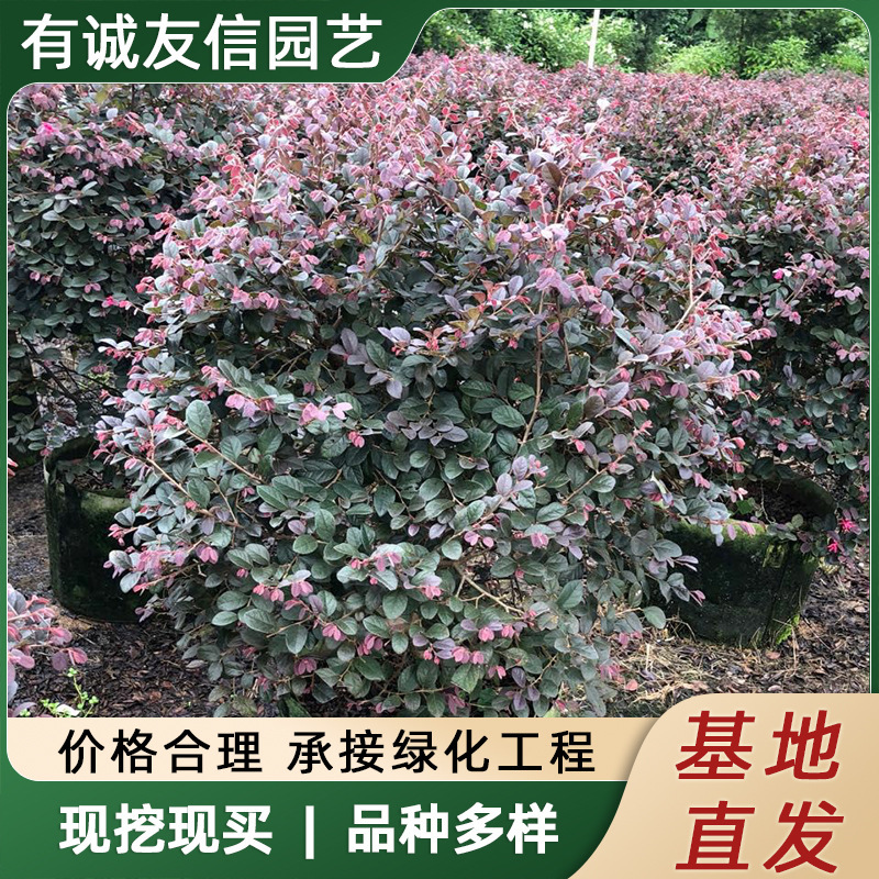 基地出售红花继木绿篱色块毛球小杯红花檵木球庭院绿化行道工程苗