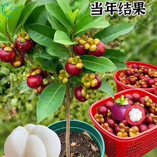 ̩���o��ɽ��������ɽ������Ϸ������Nֲ�ļ����Ե��Ԯ���Y��