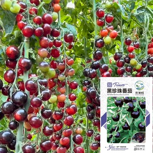 �����鷬�ѷN���Ʋ��ٲ���С�ϼt�S�}Ů�����t���̨����ˮ������