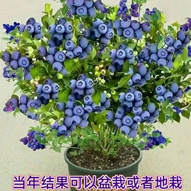 盆栽;种子;园林果树