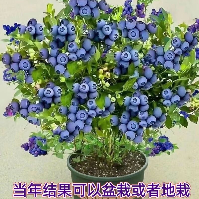 Blueberry Tree Fruit Seedlings with Fruit Blueberry Large Fruit North and South Planting Potted Ground Planting Fruit Trees That Bear Fruit in the Same Year Blueberry Seedlings
