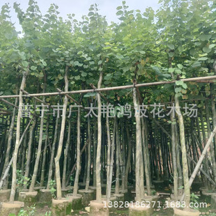 �V�|�Ռ������m������׌m�����G�����G10-20���ּ�ֲ���ľ��