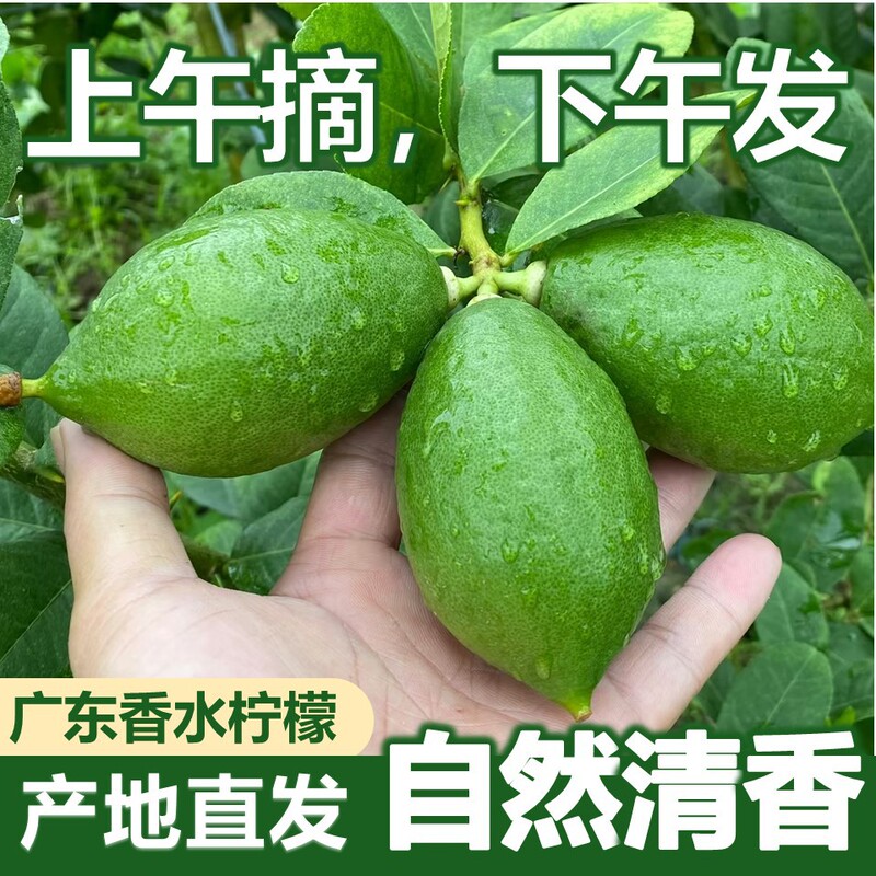 【Reputable Seller】Guangdong Fragrant Lemons, Fresh Seedless Large Green Lemons, Seasonal Fruit for Milk Tea Shops 【Reputable Seller】Guangdong Fragrant Lemons, Fresh Seedless Large Green Lemons, Seasonal Fruit for Milk Tea Shops
