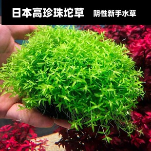���ذ�����ˮ���ձ�ſ�ذ�����ˮ��ֲ�����B�~���쾰���Ã���ˮ�|